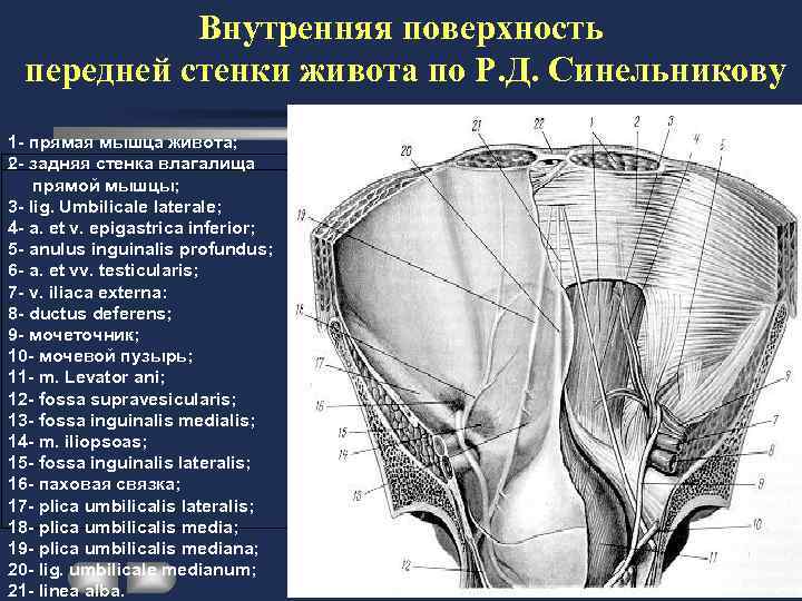 Что такое сальник анатомия