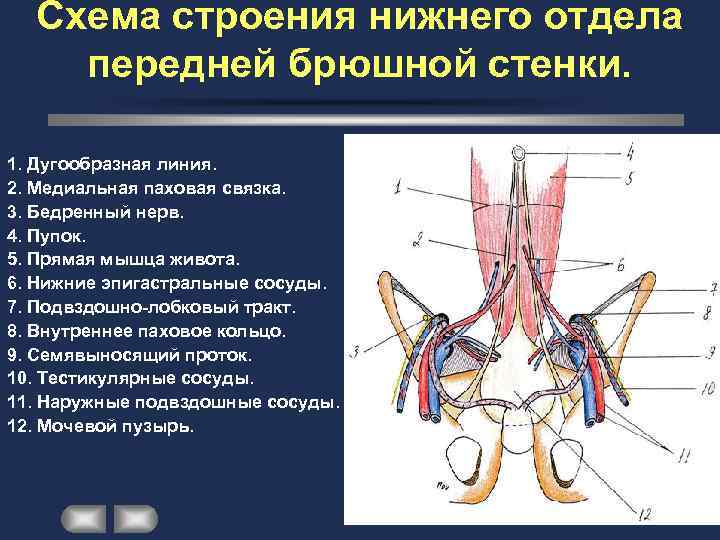 Доступы через переднюю брюшную стенку схема