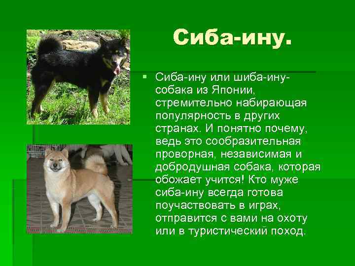   Сиба-ину. § Сиба-ину или шиба-ину-  собака из Японии,  стремительно набирающая