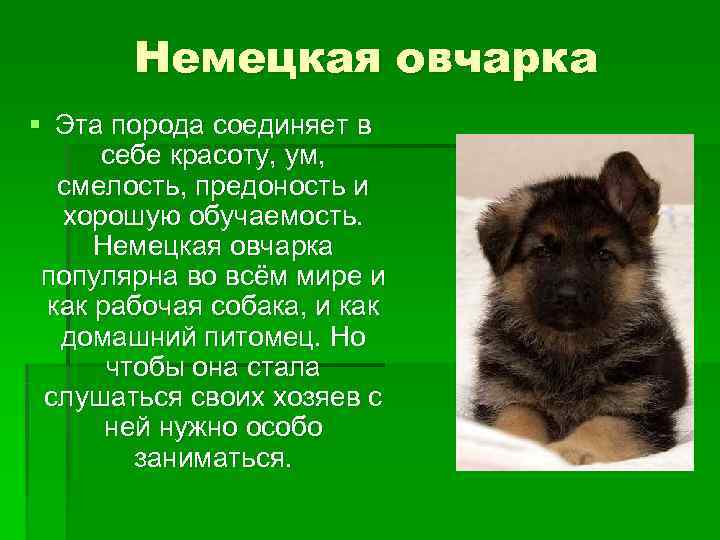   Немецкая овчарка § Эта порода соединяет в себе красоту, ум,  смелость,