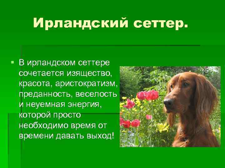  Ирландский сеттер.  § В ирландском сеттере  сочетается изящество,  красота, аристократизм,