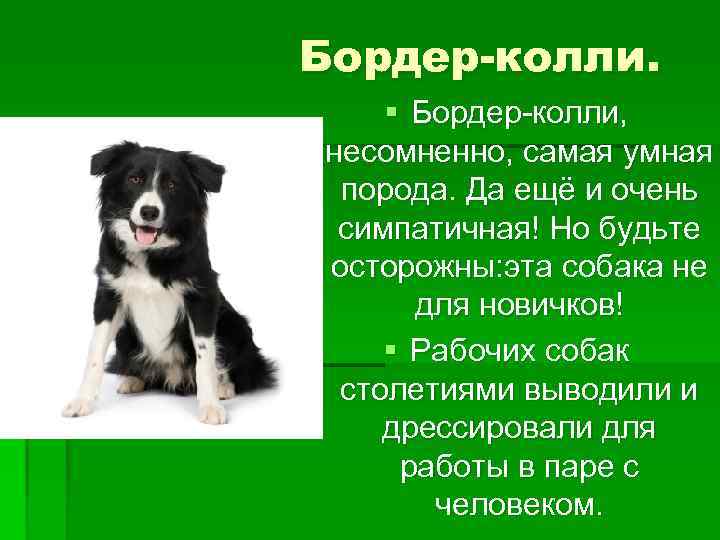 Бордер-колли. § Бордер-колли, несомненно, самая умная порода. Да ещё и очень симпатичная! Но будьте