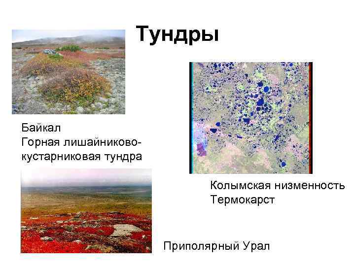 Тундры Байкал Горная лишайниковокустарниковая тундра Колымская низменность Термокарст Приполярный Урал 