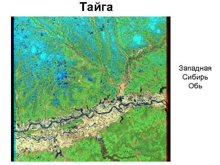 Тайга Западная Сибирь Обь 