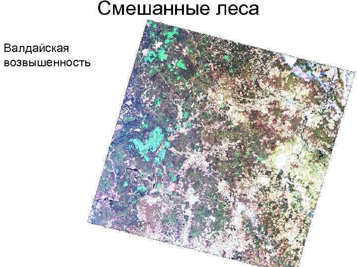 Смешанные леса Валдайская возвышенность 