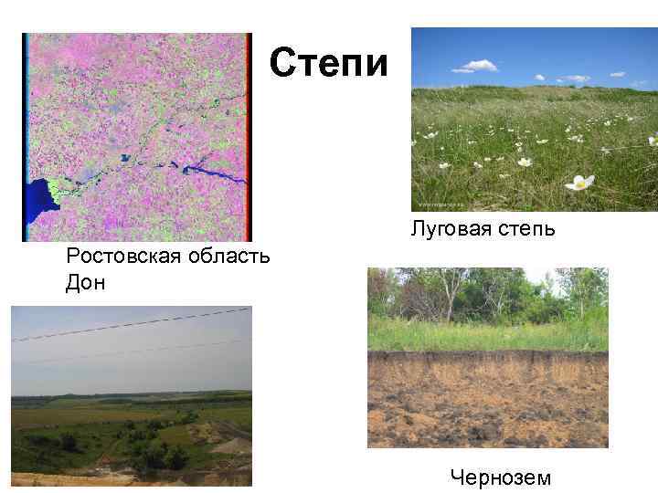 Степи Луговая степь Ростовская область Дон Чернозем 