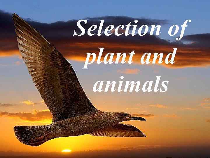 Selection of plant and  animals 