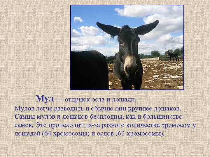  Мул — отпрыск осла и лошади. Мулов легче разводить и обычно они крупнее
