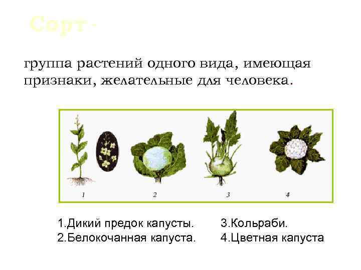 Сорт - группа растений одного вида, имеющая признаки, желательные для человека.   1.