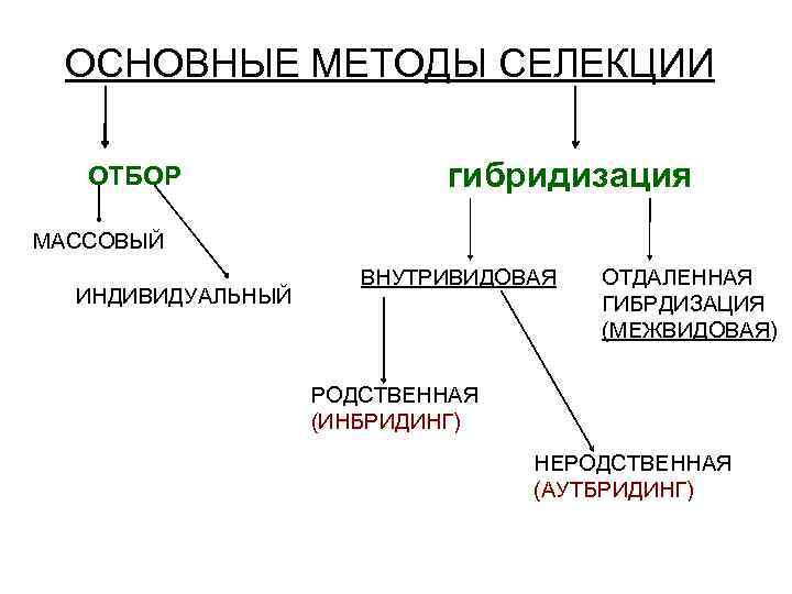 Основные методы селекции схема