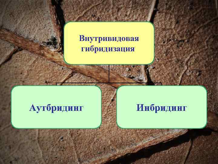    Внутривидовая   гибридизация Аутбридинг  Инбридинг 