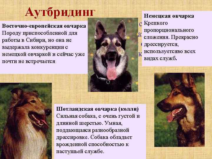   Аутбридинг     Немецкая овчарка Восточно-европейская овчарканеродственное скрещивание  