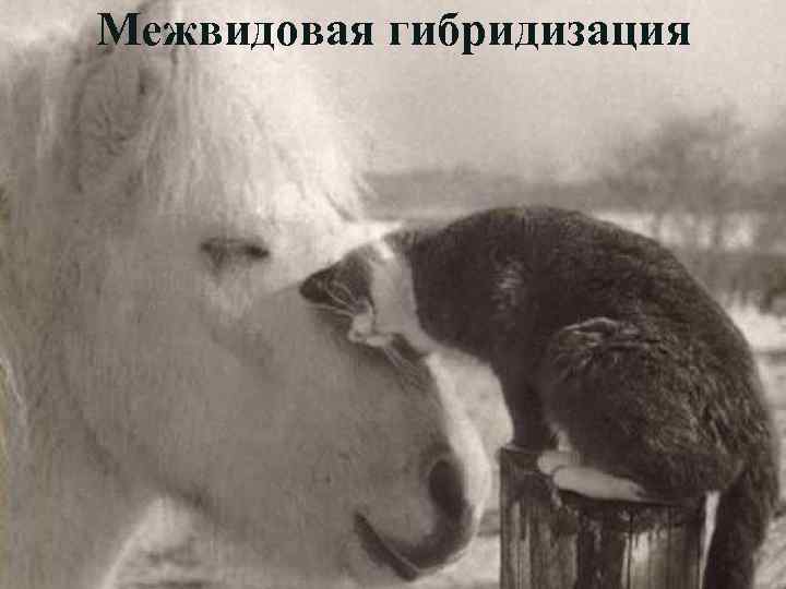 Межвидовая гибридизация 