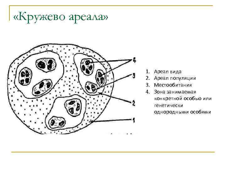  «Кружево ареала»    1.  Ареал вида    2.
