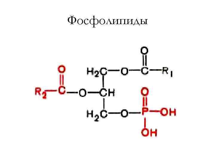 Фосфолипиды 
