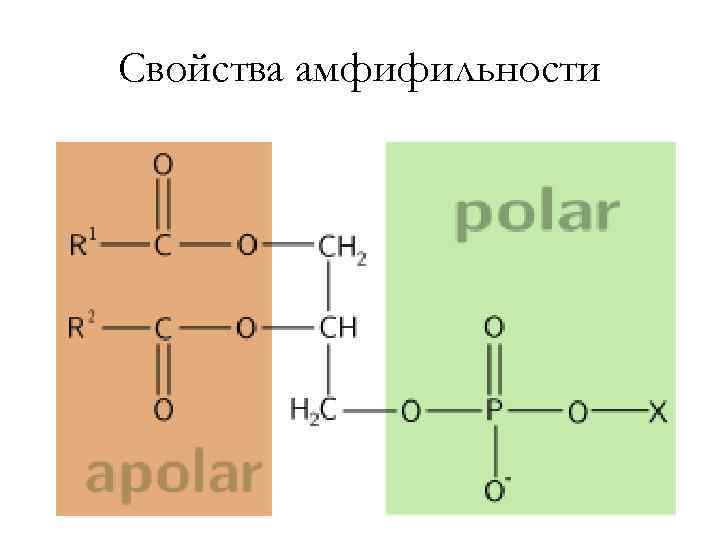 Свойства амфифильности 