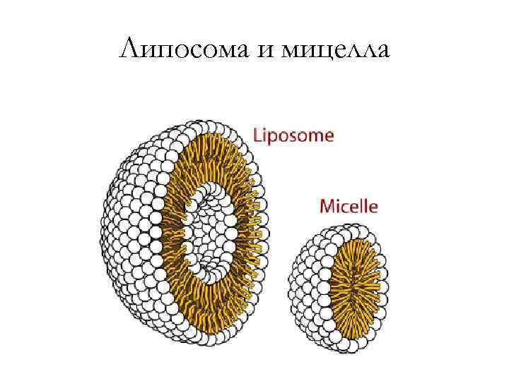 Липосома и мицелла 