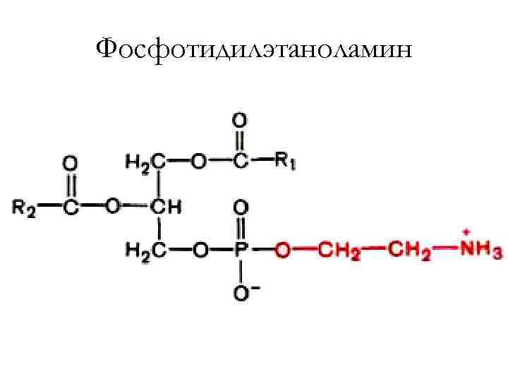 Фосфотидилэтаноламин 
