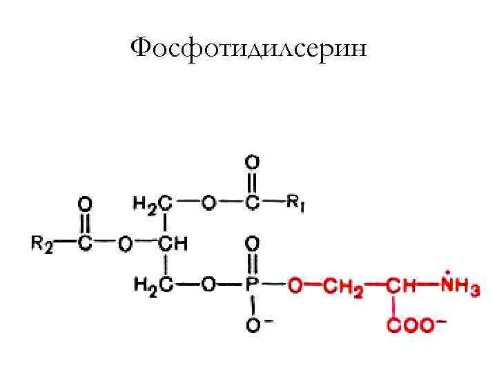 Фосфотидилсерин 