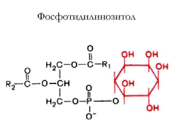 Фосфотидилинозитол 