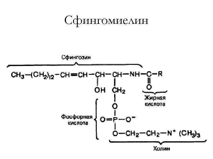 Сфингомиелин 