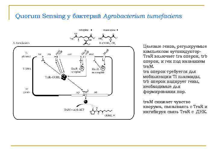 Quorum Sensing у бактерий Agrobacterium tumefaciens    Целевые генов, регулируемые  