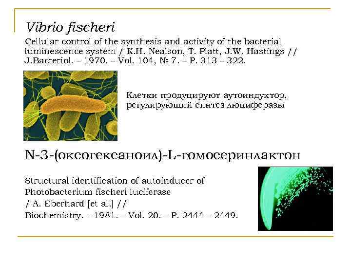 Vibrio fisсheri Cellular control of the synthesis and activity of the bacterial luminescence system