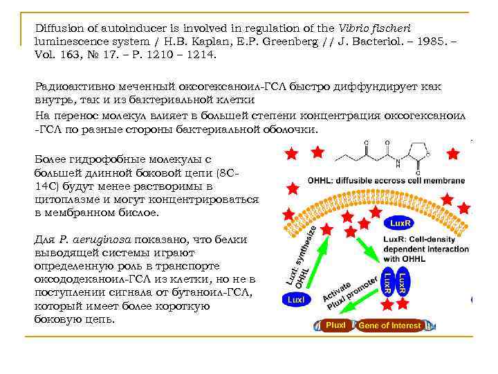 Diffusion of autoinducer is involved in regulation of the Vibrio fischeri luminescence system /