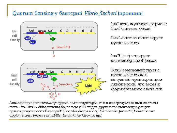  Quorum Sensing у бактерий Vibrio fisсheri (принцип)      lux.