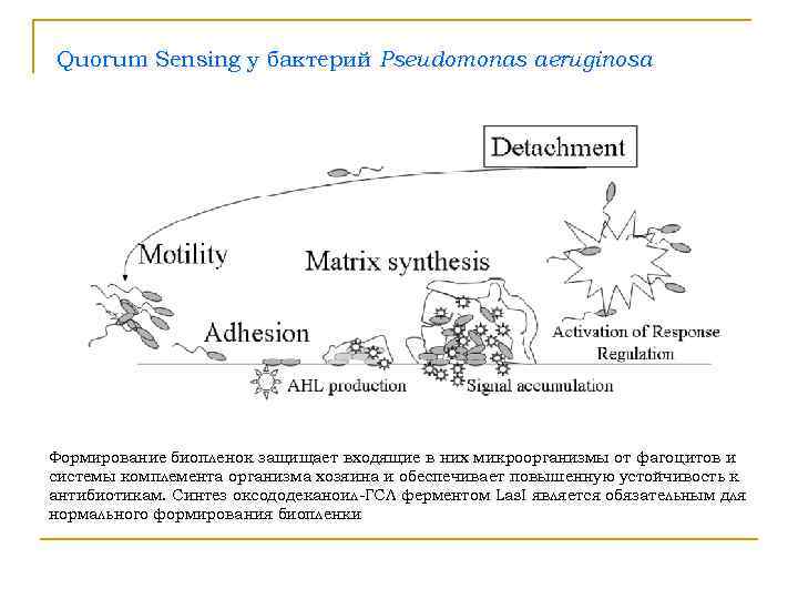 Quorum Sensing у бактерий Pseudomonas aeruginosa Формирование биопленок защищает входящие в них микроорганизмы от