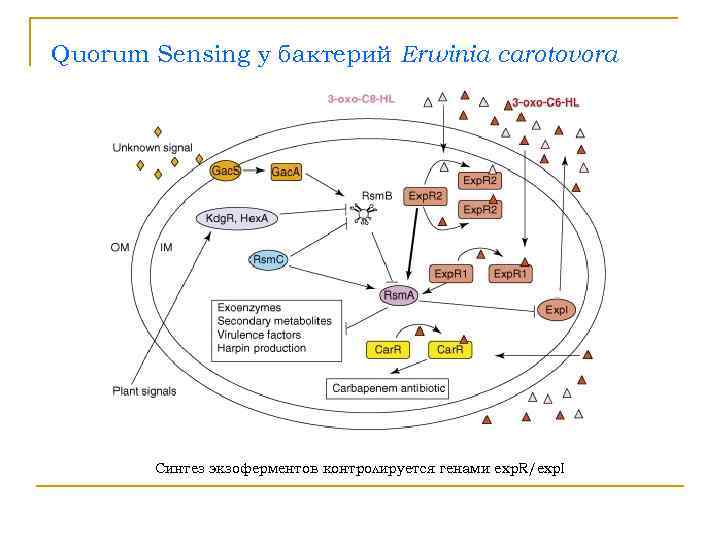 Quorum Sensing у бактерий Erwinia carotovora   Синтез экзоферментов контролируется генами exp. R/exp.
