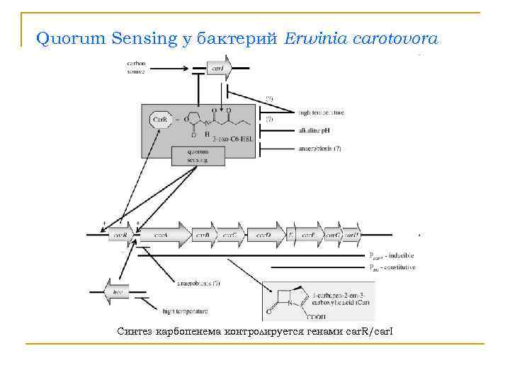 Quorum Sensing у бактерий Erwinia carotovora   Синтез карбопенема контролируется генами car. R/car.