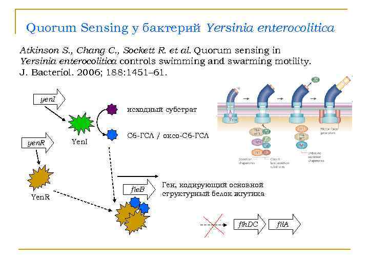  Quorum Sensing у бактерий Yersinia enterocolitica Atkinson S. , Chang C. , Sockett