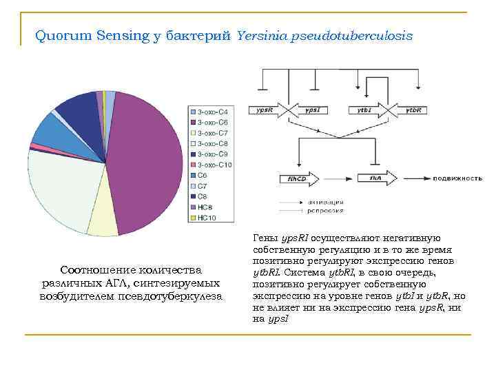 Quorum Sensing у бактерий Yersinia pseudotuberculosis       Гены yps.