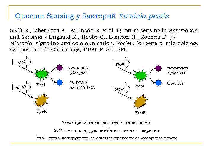  Quorum Sensing у бактерий Yersinia pestis Swift S. , Isherwood K. , Atkinson