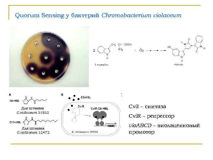Quorum Sensing у бактерий Chromobacterium violaceum  Для штамма     Cvi.