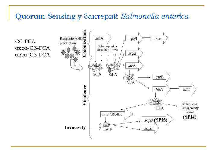 Quorum Sensing у бактерий Salmonella enterica  С 6 -ГСЛ оксо-С 8 -ГСЛ 