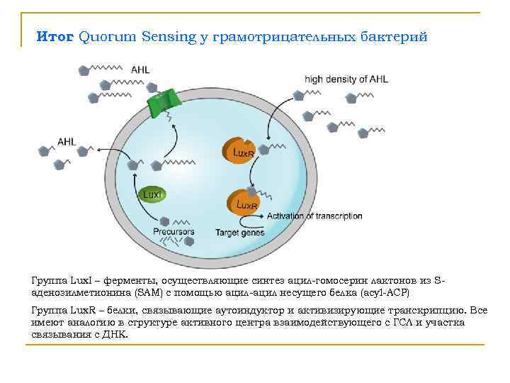 Итог Quorum Sensing у грамотрицательных бактерий  : Группа Lux. I – ферменты, осуществляющие