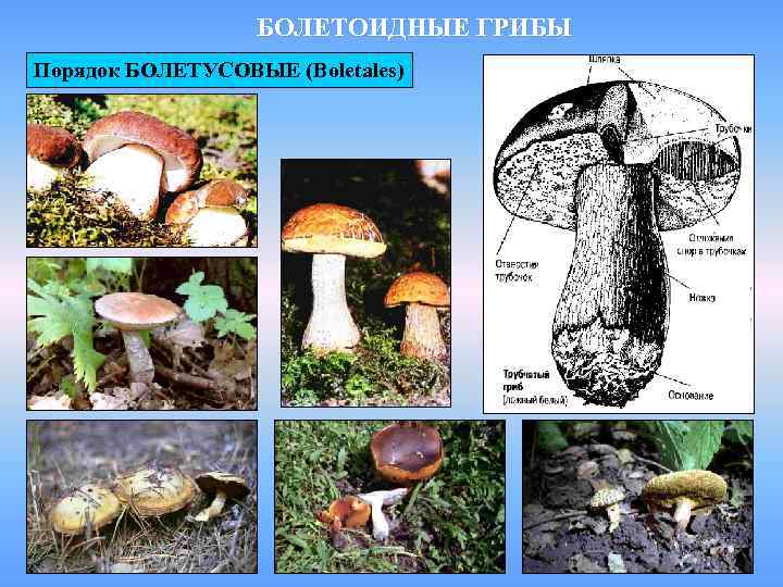    БОЛЕТОИДНЫЕ ГРИБЫ Порядок БОЛЕТУСОВЫЕ (Boletales) 