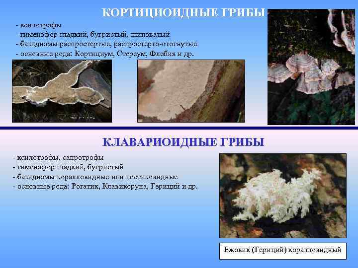     КОРТИЦИОИДНЫЕ ГРИБЫ - ксилотрофы - гименофор гладкий, бугристый, шиповатый -