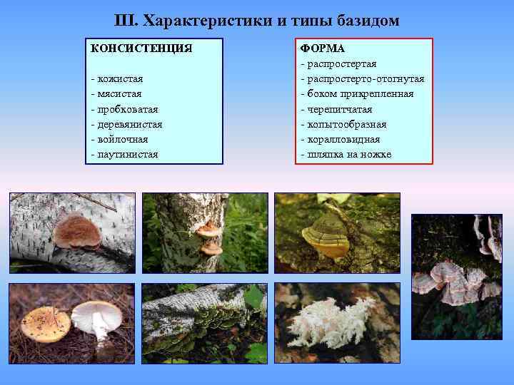   III. Характеристики и типы базидом КОНСИСТЕНЦИЯ   ФОРМА   