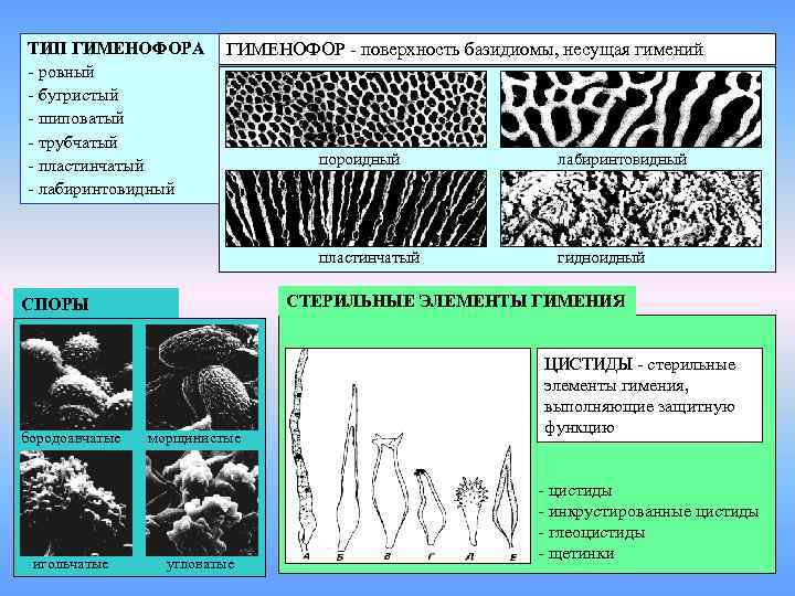 Схема строения трубчатого гименофора