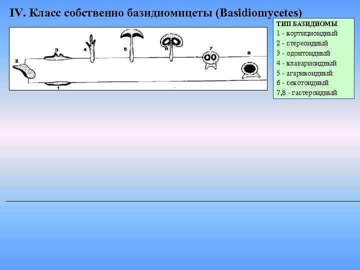 IV. Класс собственно базидиомицеты (Basidiomycetes)    ТИП БАЗИДИОМЫ    1