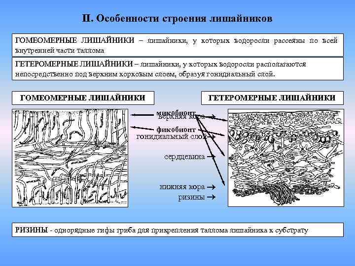    II. Особенности строения лишайников ГОМЕОМЕРНЫЕ ЛИШАЙНИКИ – лишайники, у которых водоросли