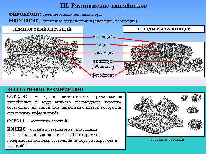      III. Размножение лишайников ФИКОБИОНТ: деление клеток или автоспоры МИКОБИОНТ:
