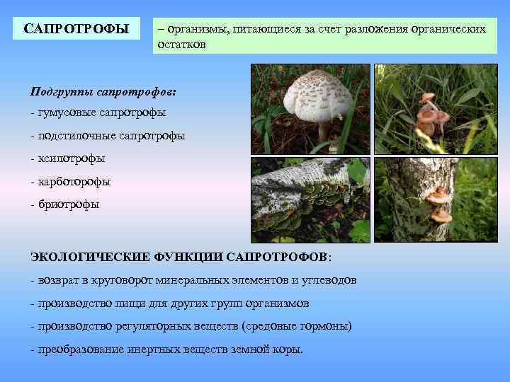 САПРОТРОФЫ  – организмы, питающиеся за счет разложения органических     остатков
