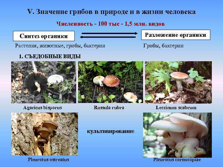  V. Значение грибов в природе и в жизни человека   