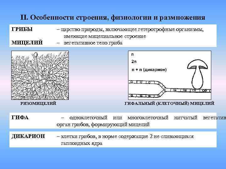 II. Особенности строения, физиологии и размножения ГРИБЫ  – царство природы, включающее гетеротрофные