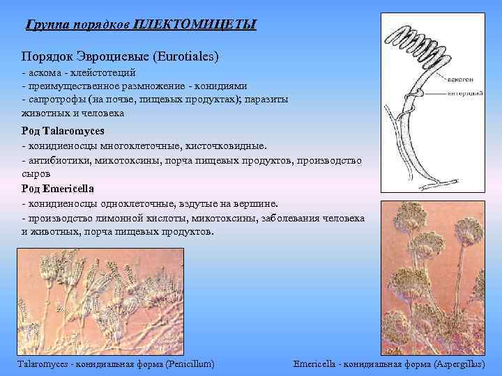 Аскома это