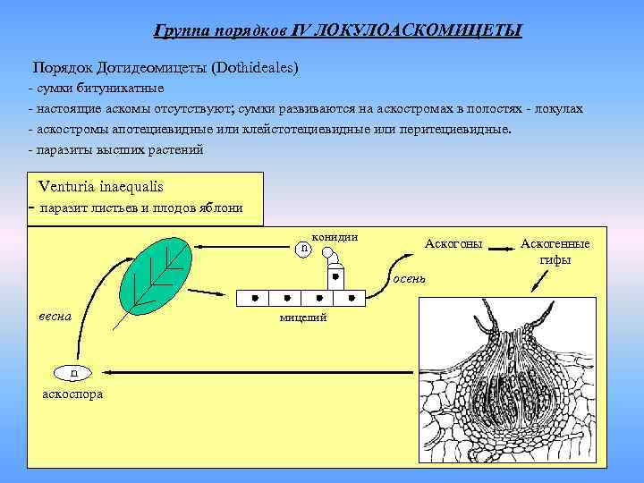 Жизненный цикл зигомицетов схема